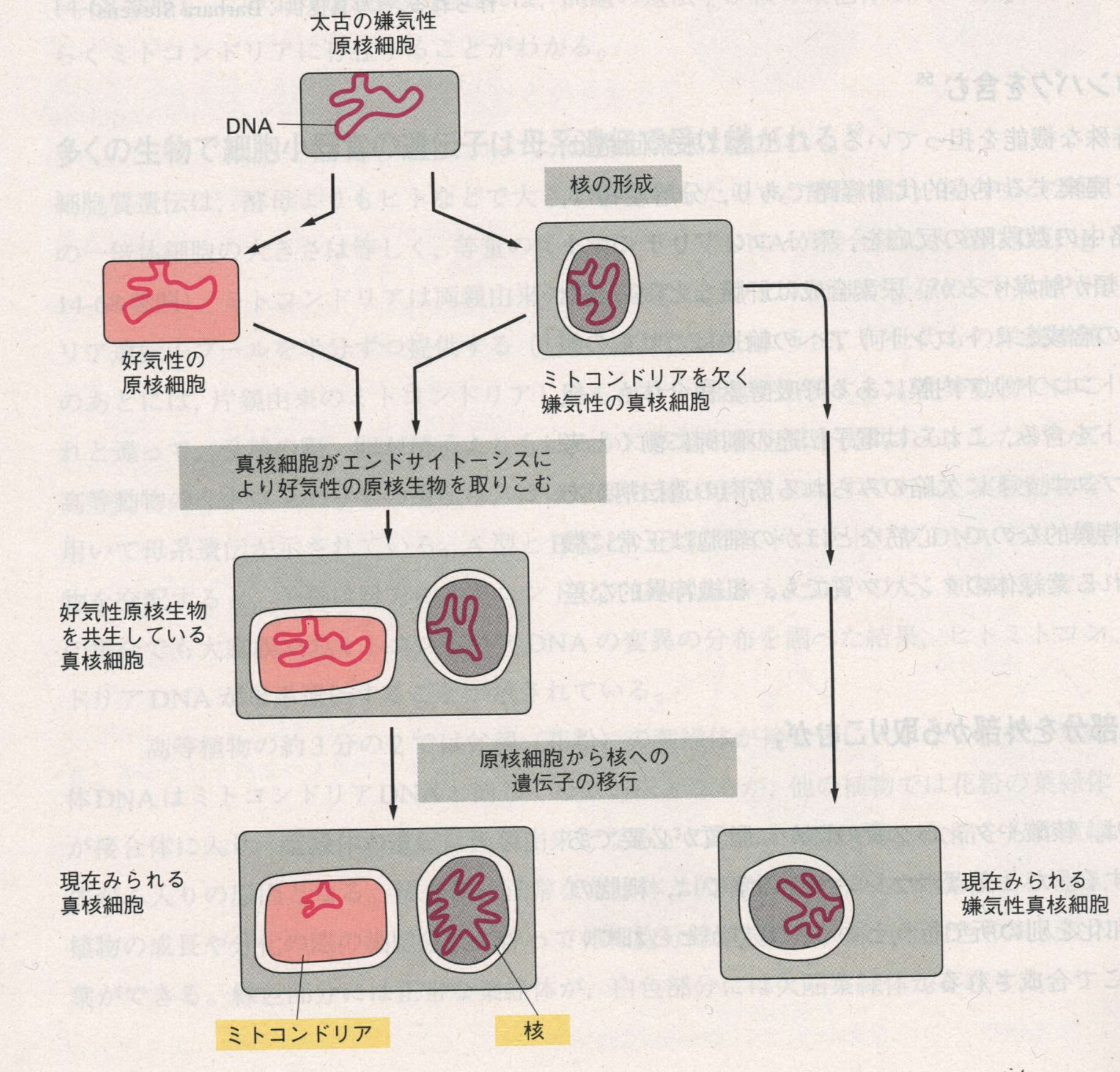 生物 なる 原核 から 細胞