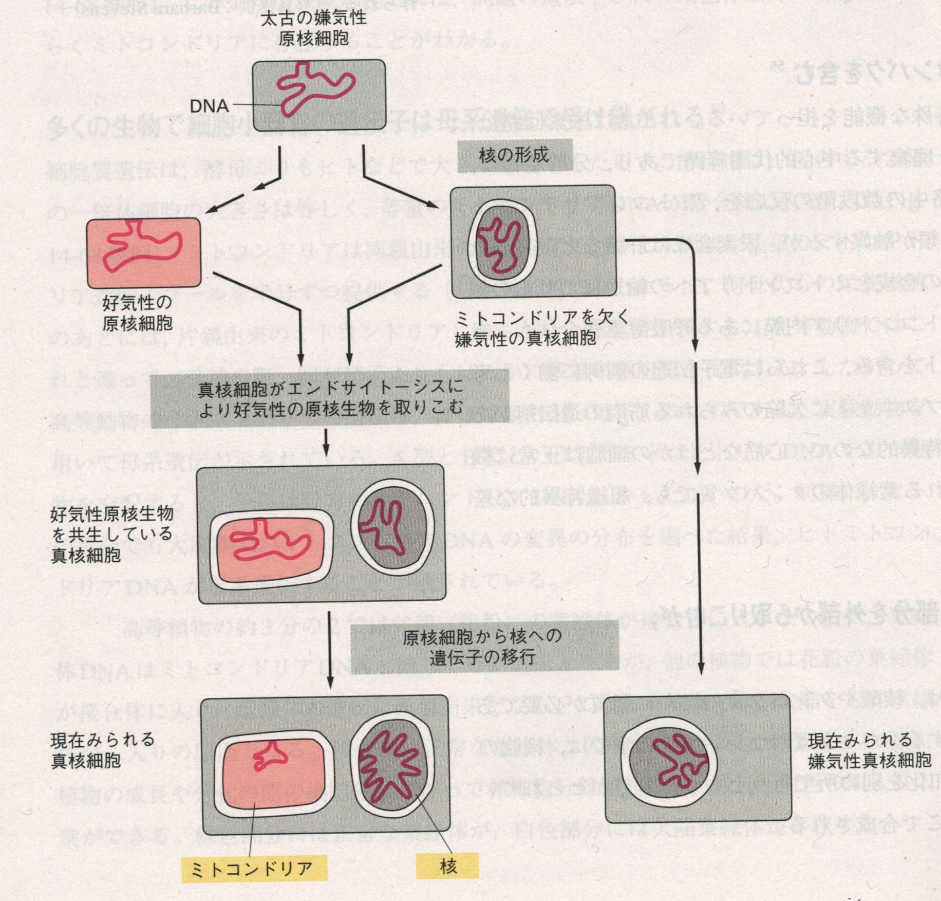 の 真 原核 違い 生物 核 と 生物 原核生物と真核生物の違いは？ 核とは何か？