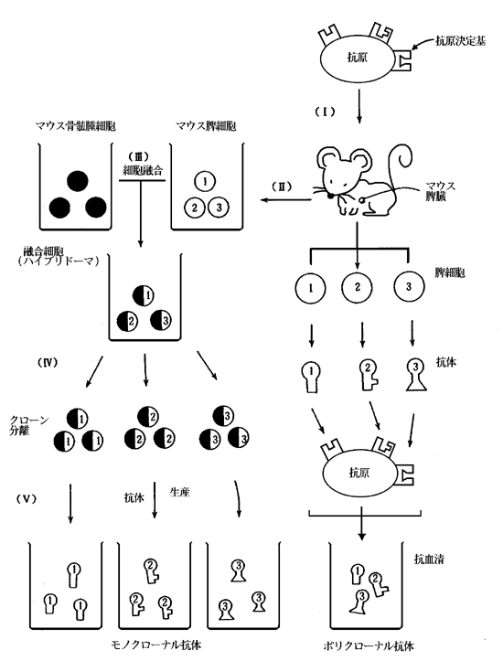 は と モノクローナル 抗体