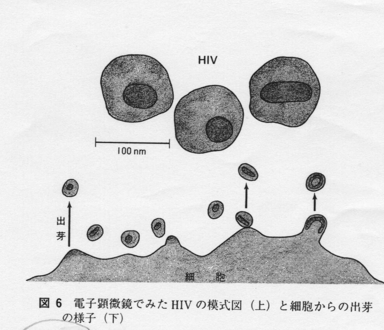 エイズウイルス Hiv